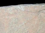 Rare Fossil Reptile Skin Impression - Green River Formation #12267-3